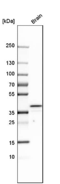 Heparan Sulfate 3-O-Sulfotransferase 1/HS3ST1 Antibody, Novus Biologicals